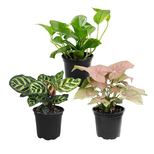 Altman Plants Deluxe Houseplants (3 Pack...