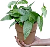 PLANTVERS Cebu Blue Pothos Epipremnum Pinnatum in 4' Nursery Pot | Vining Plant | Lowlight Indoor Plant | Office Plant | Air Purifying Trailing Plants