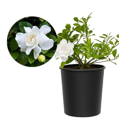 Gardenia Jasminoides 'Veitchii' White Fragrant Flower Evergreen 1 Gallon Outdoor Plant Everblooming Plant Fragrant Flower Aromatic Scented