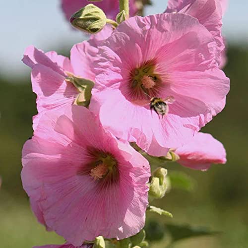 【300+】Hollyhock Seeds For Planting Multicolored #TOP2