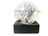 Glass Self Sustaining Shrimp Ecosphere with Black Base Christmas Edition (Large)