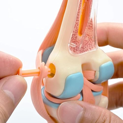 Modèles anatomiques 4D AMITD enseignement médical anatomie humaine corps
