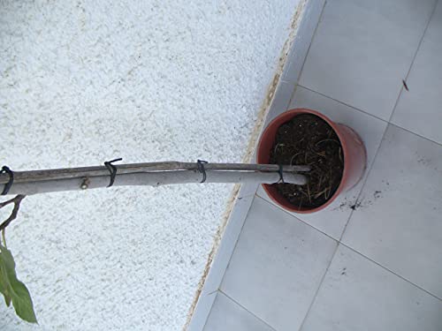 Feigenbaum Jardines De Jaravia Ficus carica – Echte Feige kaufen