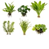 CANTON AQUATICS Assorted Mixed Plant Bundle - Live Aquarium ...