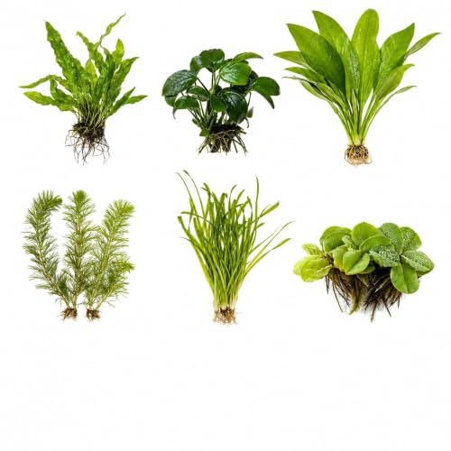 CANTON AQUATICS Assorted Mixed Plant Bundle - Live Aquarium Plant - Freshwater - Low | Medium | High Light