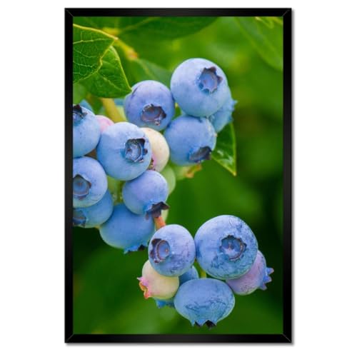 Poster dans un cadre blanc bleuets 40 x 60 cm | Finition galerie d'art