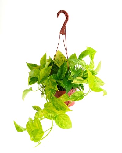 Shop Succulents Pothos Neon Queen, Live Indoor Plant, Low Maintenance Houseplant with Vibrant Neon Green and White Variegated Leaves, Ideal for Home Decor, Office Plant, 6 Inch Nursery Pot