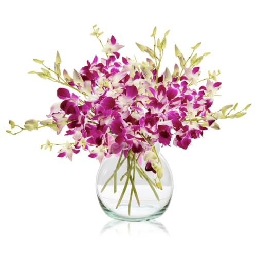 Sendabunch Fresh Singapore Dendrobium Orchids Bouquet - 20 Beautiful Stems for a Touch of Eastern Charm - 14-Day Freshness Guarantee Includes with Free Box of Belgian Chocolates