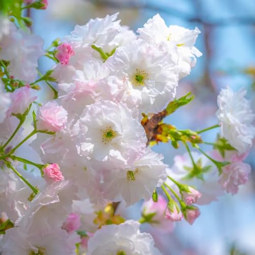 semi di ciliegio ornamentale decorazione del soggiorno, albero ornamentale resistente albero di ciliegio in fiore piante resistenti per giardini, siepi e arbusti bonsai, arbusti 75pcs