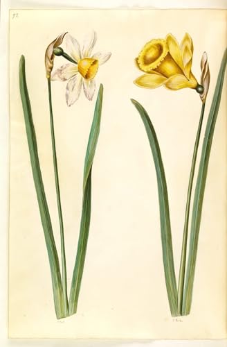 Toile Hans Simon Holtzbecker Narcisse Incomparabilis, impression haute définition 60x90 cm