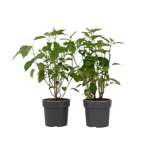 Plant in a Box - Hortensia Strong Annabelle - Set de 2 - Hortensia - Arbusto Deciduo Fuerte y Resistente al Invierno - Maceta 19cm - Altura 30-40cm