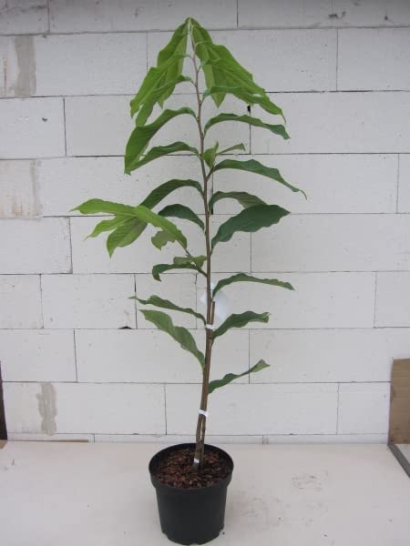 Asimina triloba Sunflower - Indianerbanane Paupau (Pawpaw) - selbstfruchtend 80-100cm