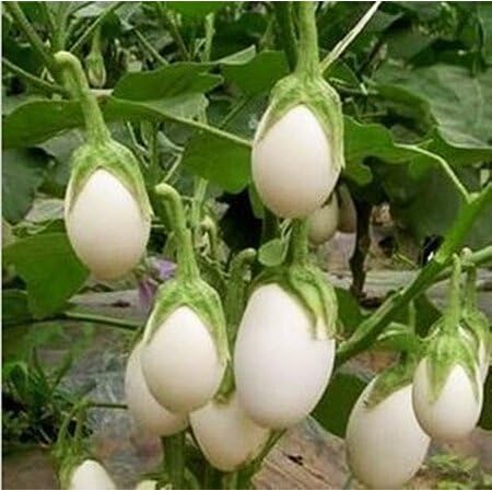 Organic Brinjal White Egg Plant Seeds For Garden-(300 Seeds)