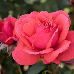 Garten Schlüter Edelrose Duftwolke Korallenrot im 5L Container