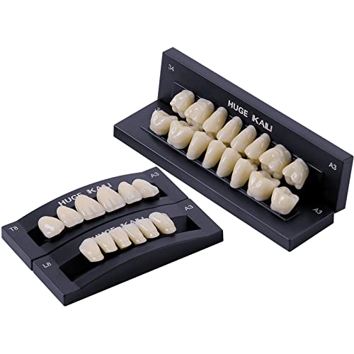 Image of Dental Acrylic Resin Denture False Teeth Shade A3, T8 Synthetic Polymer Resin Fake Teeth for Replacement, Halloween, DIY (28 Pcs /Set)