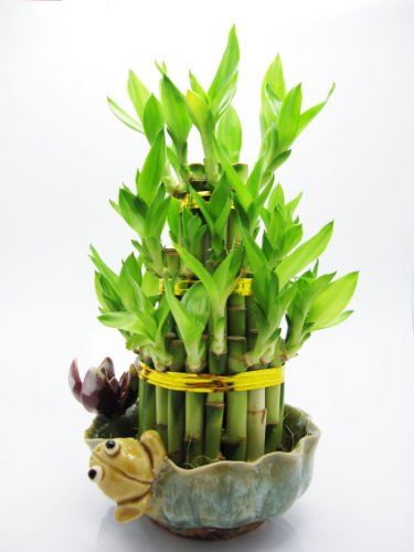 9Greenbox B002ACIUDK Lucky Bamboo - Frog And Lotus thumb #1