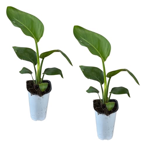 Bird of Paradise - Live Accent Plant (2 Per Pack),