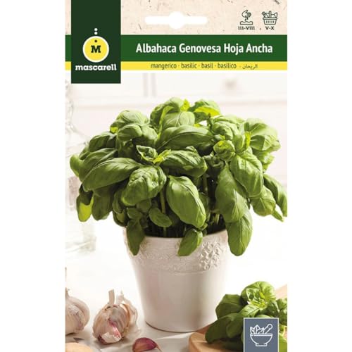 Mascarell Semillas, ALBAHACA GENOVESA HOJA ANCHA, Semillas de Hierbas Aromáticas para Plantar, Crea tu Propio Huerto en Casa, 4 Gramos