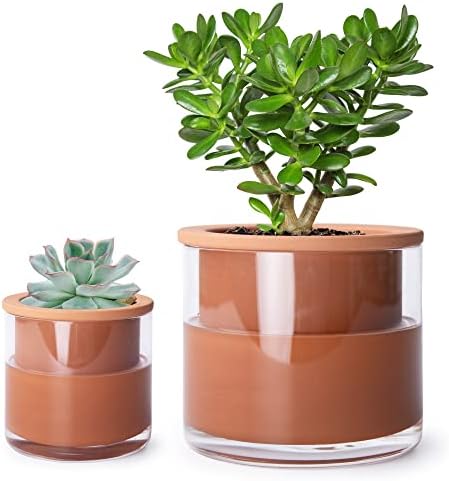 Phoenix Vine 4 Inch 6 Inch Self Watering Plants Pots, Design Terracotta Pots for Plants, Indoor Cylinder Terra Cotta Planter with Glass Vase Set, 51-A-G