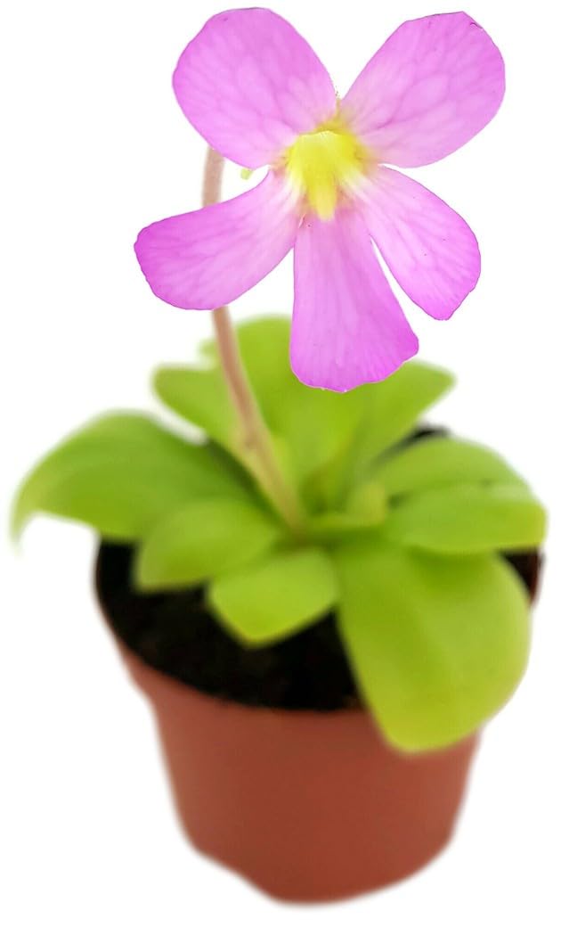 Pinguicula spec. Guatemala – fleischfressende Pflanze – exotische Karnivore für Zimmer & Terrarium