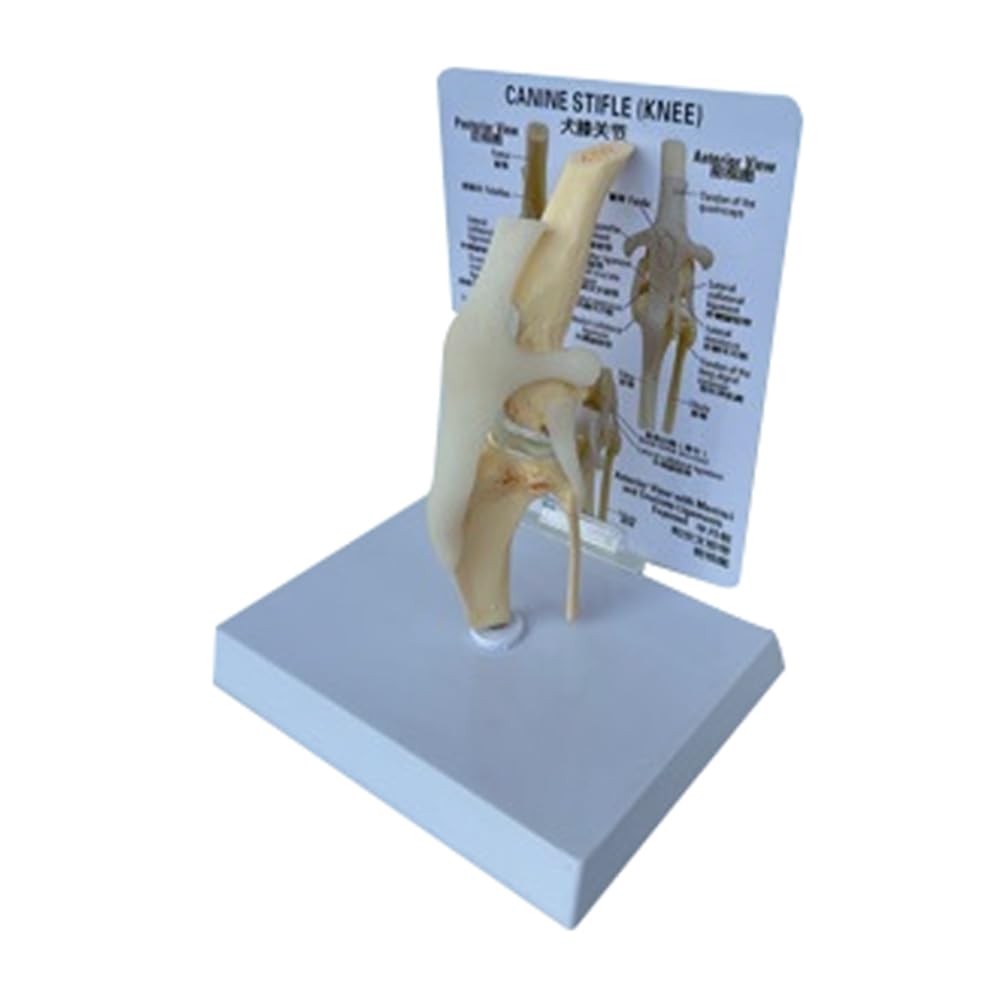 Kniemodell Von Hunden, Anatomisches Modell Des Hundegelenks, Hundeskelettmodell, Tierskelett, Anatomie, Medizinisches Wissenschaftsgeschenk