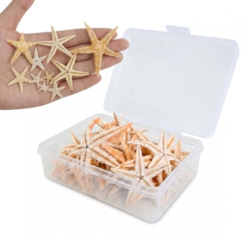Étoile de Mer Naturelle 50Pcs Décoration Table, Mini Décoratif pour Mariage, Fête Thème de Plage, DIY, Bassin à Poisson (50 pièces de 2 à 3 cm)