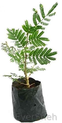 EverSneh Real Live Live Shami/Prosopis Cineraria Lucky Plant Tree, Vanni Maram, Banni Mara, Jammi Plant with 4" Pot (B0C4HLH6FF) Amazon Price History, Amazon Price Tracker