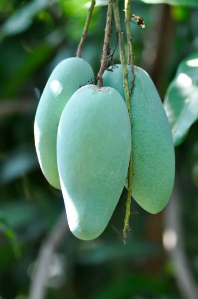 GOLDEN BLOOM Grafted Original Vastra/Vastara All Seasons Mango Plant Tree, Original Thai All Time Vastara Grafted MAngo Plant Height 1.5-2.5 FT (B0CG2CD4ZB) Amazon Price History, Amazon Price Tracker