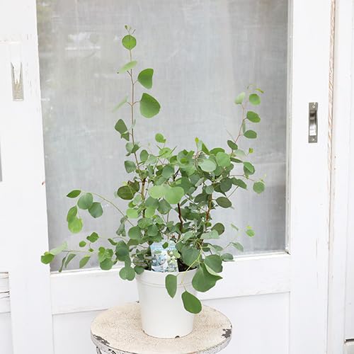 ●◎　人気のリーフ　ユーカリポポラス　ドライにリースに　常緑　冬越し苗　◎● ○◎ 人気のリーフ ユーカリポポラス ドライにリースに 常緑 冬