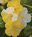 (A4)~"MARBLES YELLOW & WHITE" 4 O'CLOCK~Seeds!!!~~~~~Soft & Buttery!!!