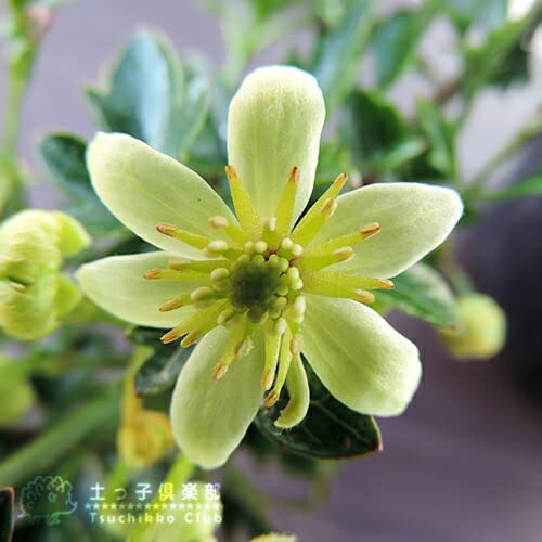 Amazon.co.jp: 常緑クレマチス ピクシー9cmポット苗 cl-085-2ps 【2個