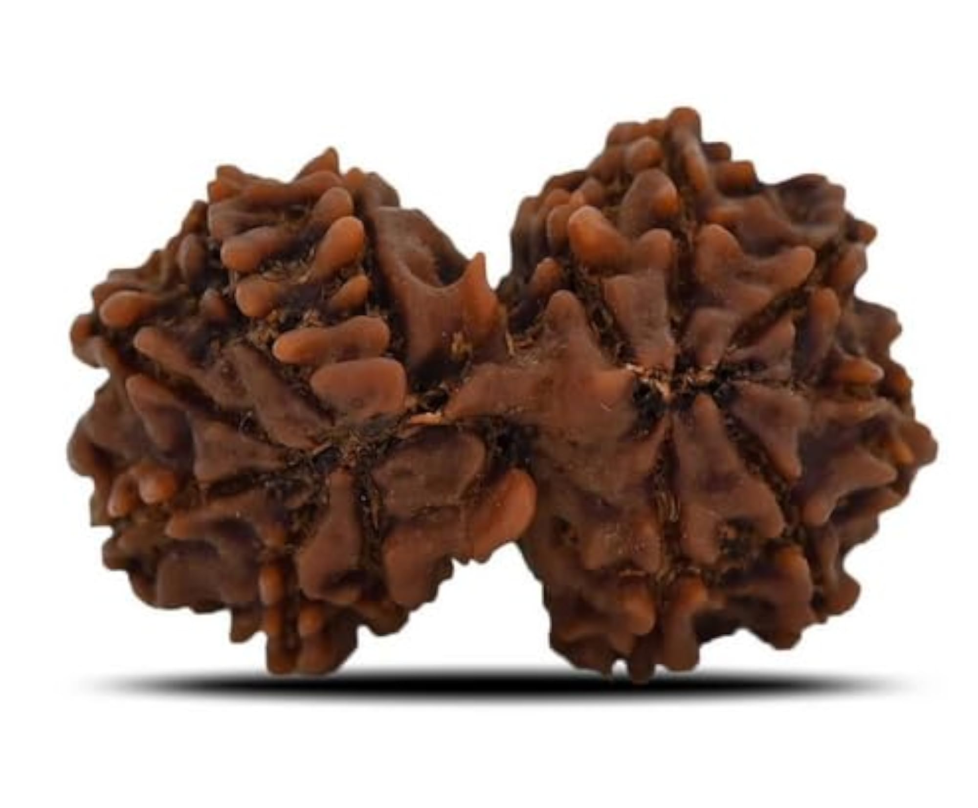 Precious Gauri Shankar Rudraksha, Lab Certified Pendant
