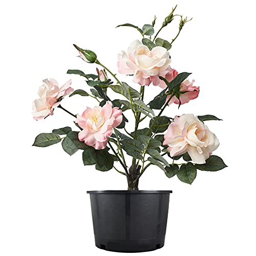 Mitoharet 10-Pack 5 Gallon Squat Round Premium Nursery Pot Plant Flower Seedling Container Garden Planter Pots For Indoor Outdoor Plants Flower Vegetables Black (5 Gallon Squat) #TOP1