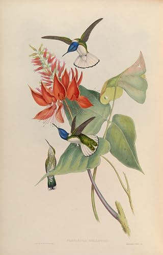 Impression d'Art Art Tableau Animal Oiseau Florisuga Mellivora Gould Toile Décoration