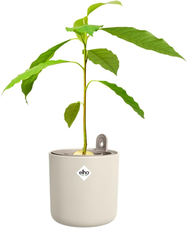 elho Amazing Avocado Pot 12 - Grow Your Own Kits for Avocadoplant - 100% Recycled Plastic - Ø 12.0 x H 12.1 cm - White/Linen White