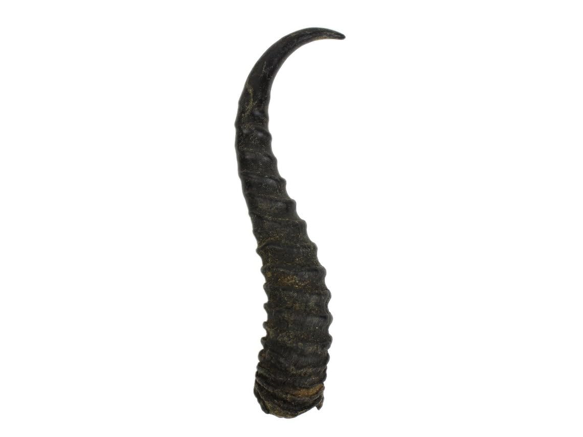 Real Springbok Horn: Large 9