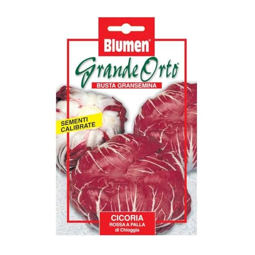 SEMI CICORIA ROSSA A PALLA DI CHIOGGIA BLUMEN