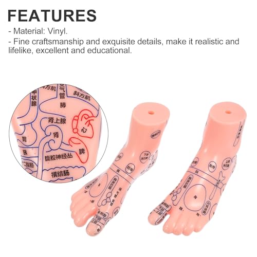 Formation à domicile facilitée avec le modèle de pied d'acupuncture