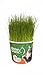 Cat Grass Grow Kit for Indoor Cats – Organic Cat Grass – Easy Grow Fresh Pet Grass – Supports Digestion & Natural Hairball Control – Non-Toxic – Pack (2)