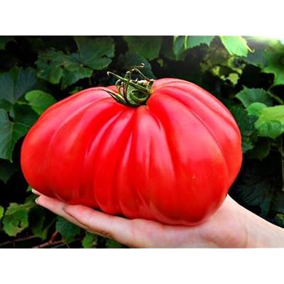12-5-19+ High Cal Mag Vegetable Plant Marvel 5- Lb. Bag (25 Pound)