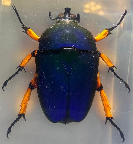 Image of 2.9 inch Real Unicorn Blue Green Chafer Beetle w /Golden Legs in Crystal Clear Lucite Resin Specimen Preserved Insect Bug Taxidermy Collection for Biology Science Education Desk Display Supplies