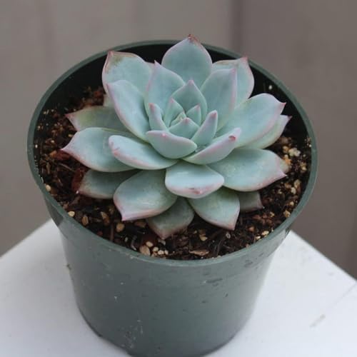 Image of LIVE PLANTS (SMALL, LXXM)