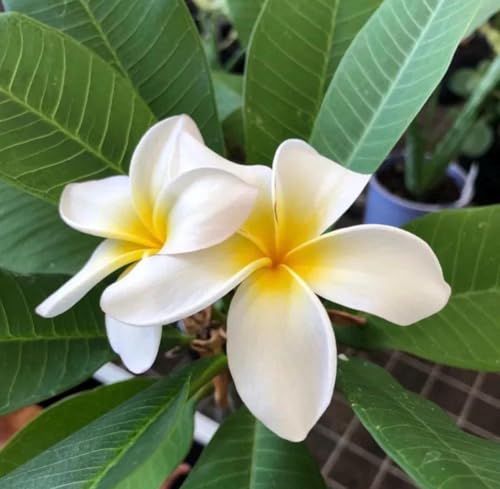 Aceite Absoluto de Frangipani Orgánico Puro 1 mL miniatura 2