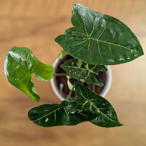 Image of LittleJungle Syngonium (Panda Galaxy Hybrid) - Live Plant with 5.5 Inches White Decor Pot | Indoor Plants For Home | Office Desk | Air Purifying Plant | Live Plant With Pot For Home Decor |