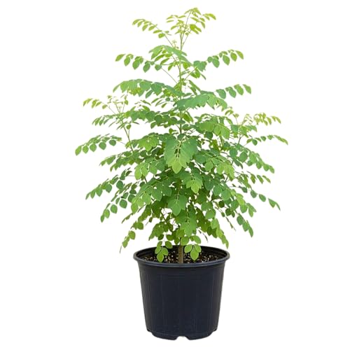 Moringa Plant Live in 4 Inch Pot Moringa Oliefera Tree Live Plant from 4 to 7 Inches Tall for Outdoor Planting