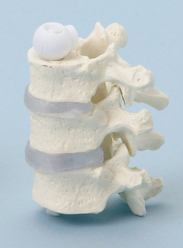 3 thoracic vertebrae.