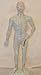 Chinese Acupuncture Model, 26 cm Height, 10