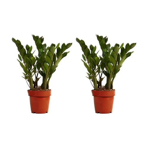 Bloomique - 2er Set - Zamioculcas Zamiifolia - Glücksfeder - Zimmerpflanzen - Sehr Pflegeleicht - Luftreinigend - Höhe 30-40 cm - Topf 12 cm