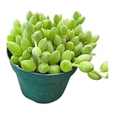 Senecio herreanus String of Watermelon in A 4' in Pot Healthy Rooted Plant Pots are Full