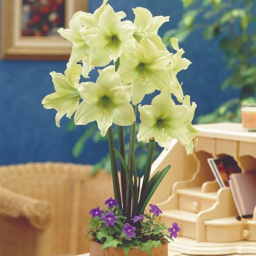 Amaryllis Lemon Star Bulb - Large Creamy Yellow Blooms for Indoor Display - Easy to Grow Houseplant - Winter/Spring Flowering - Supplied as Bulbs - Thompson & Morgan